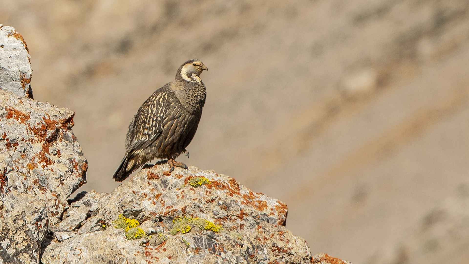 Caspian Snowcock